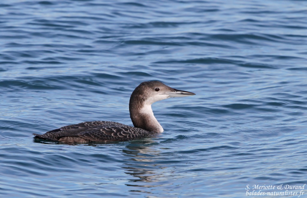Plongeon imbrin (Juan les pins, 06)