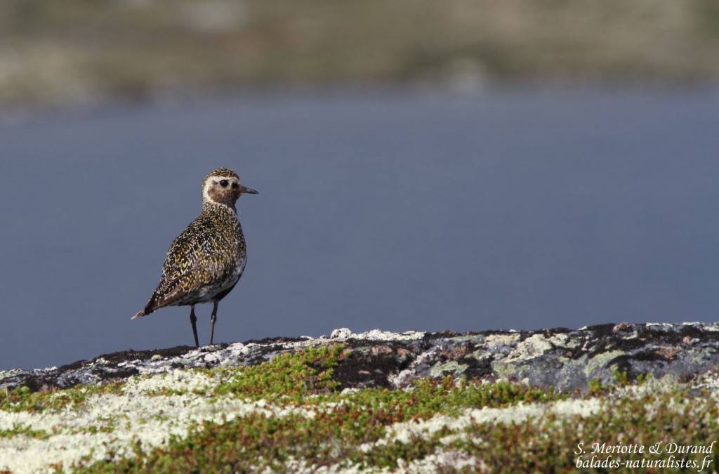 Pluvier doré (Norvège)