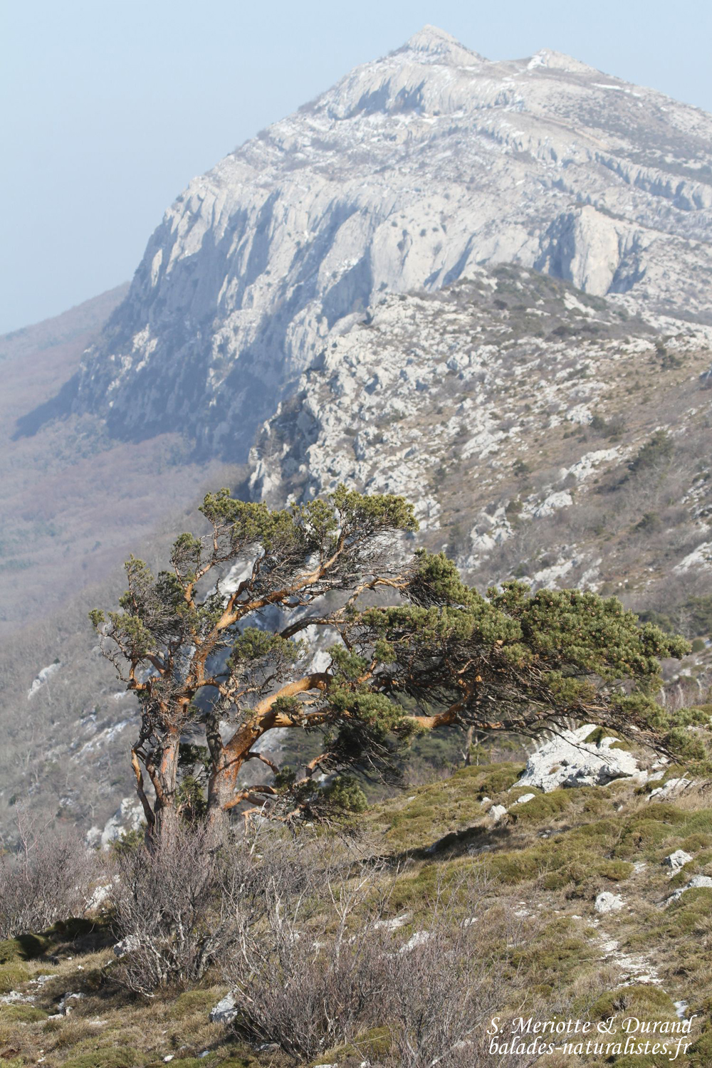 La SainteBaume Balades naturalistes