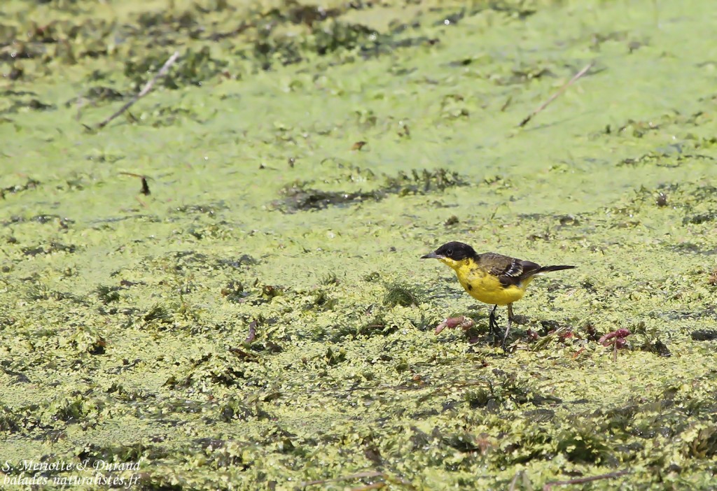 Bergeronnette printanière feldegg - Arménie