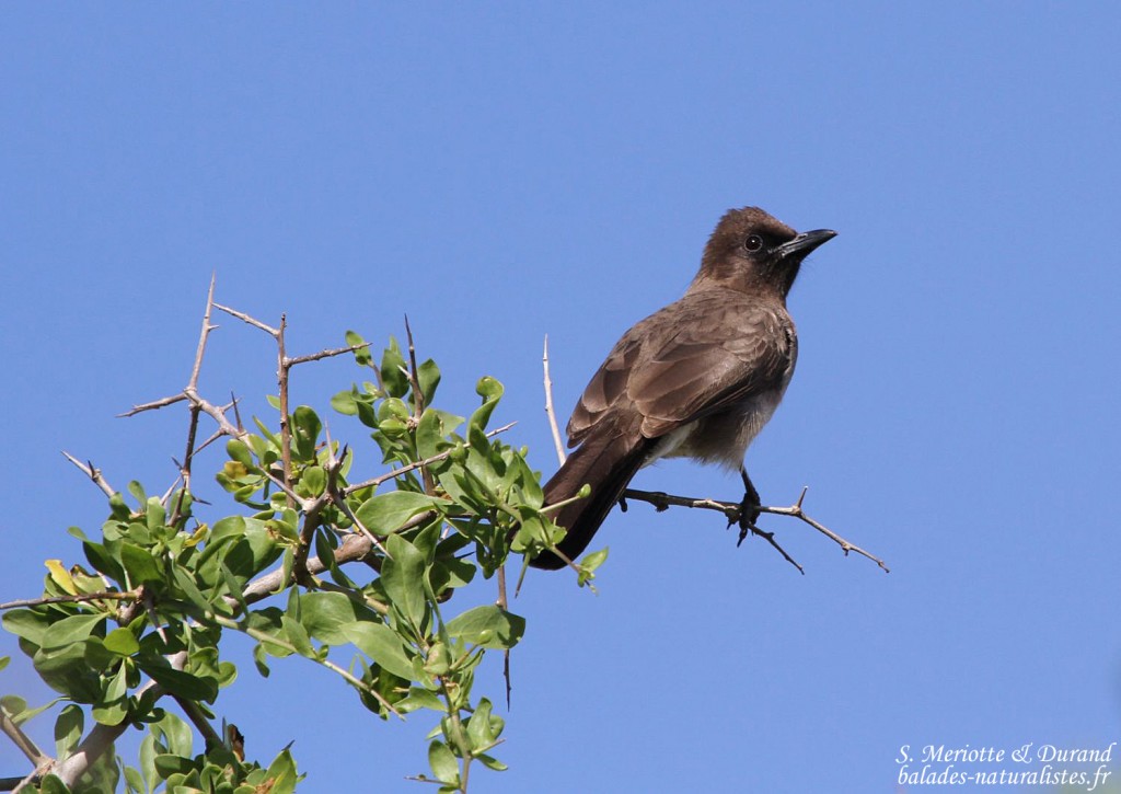 Bulbul des jardins (Maroc)