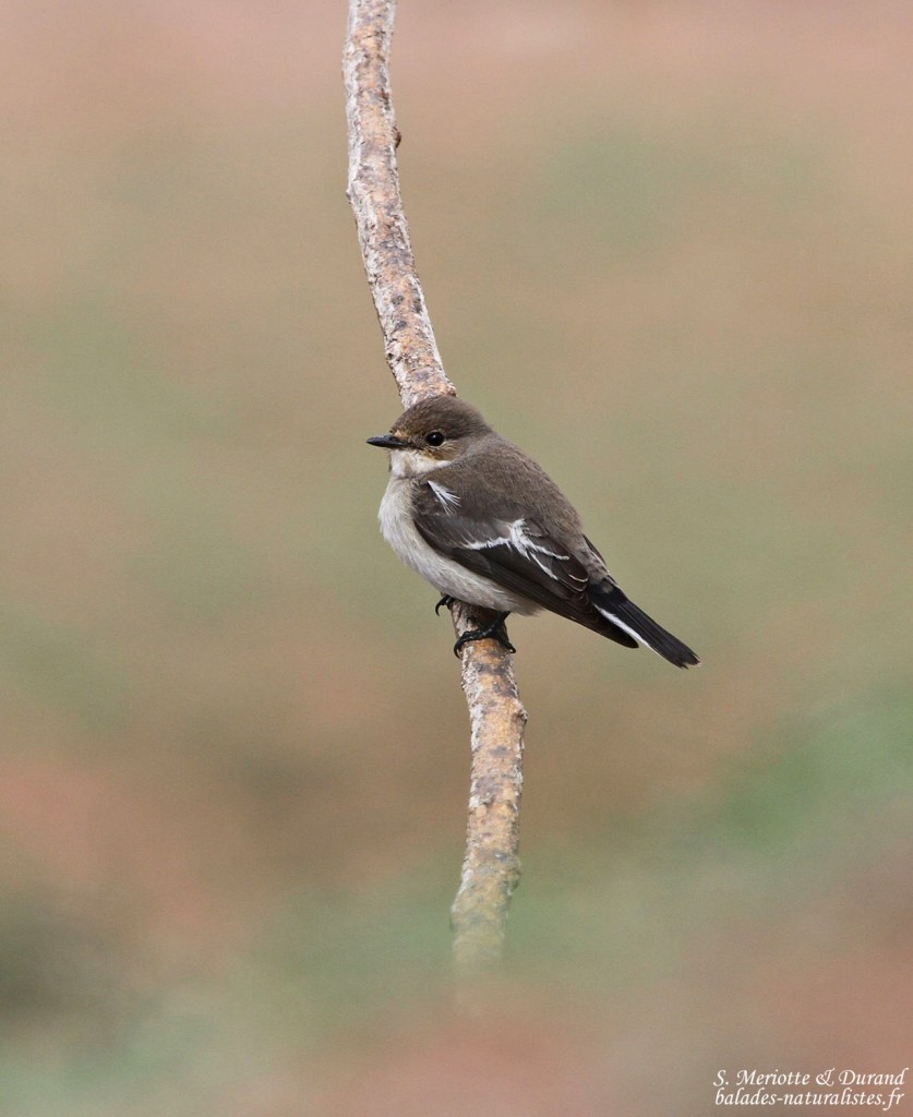 Gobemouche noir (Maroc)