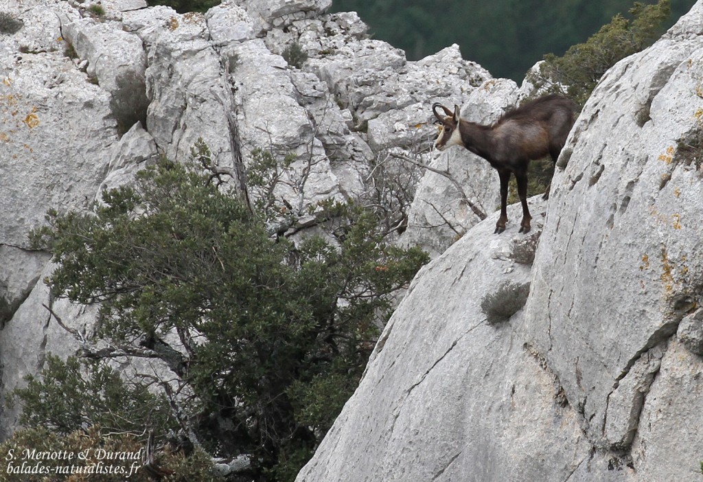Chamois, Montagne Sainte-Victoire