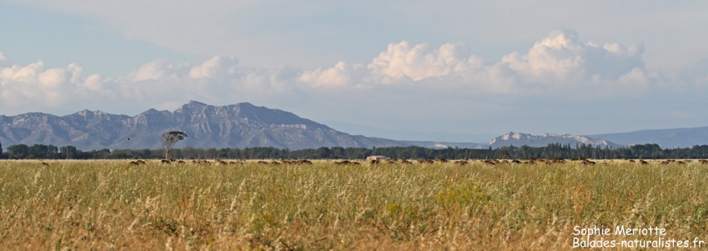 Fin de journée en plaine de Crau, 5 juin 2017