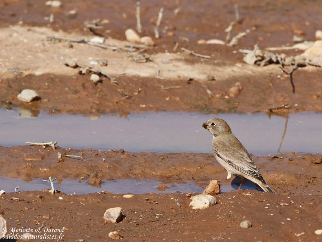Roselin githagine (Maroc)