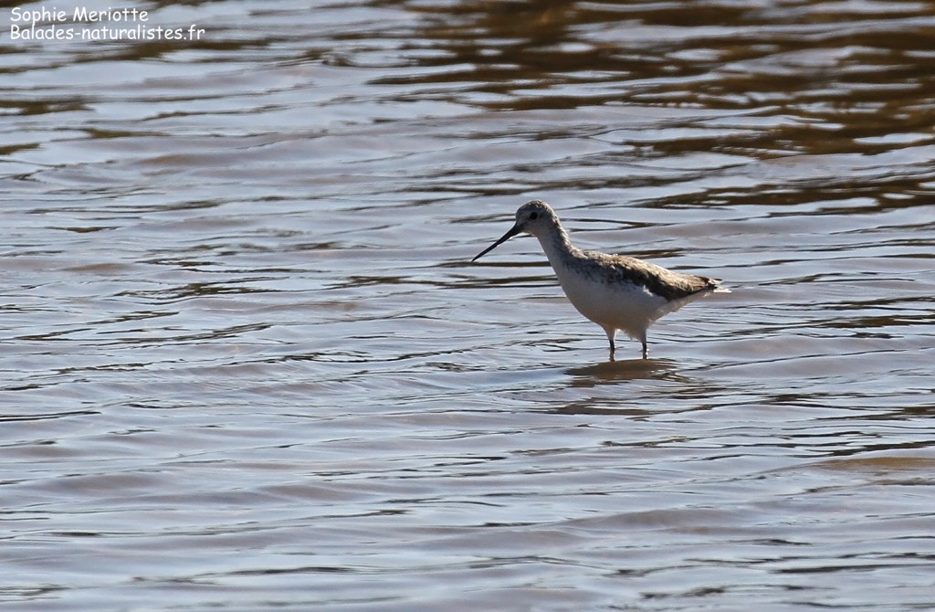 Chevalier arlequin, Salins d'Hyères