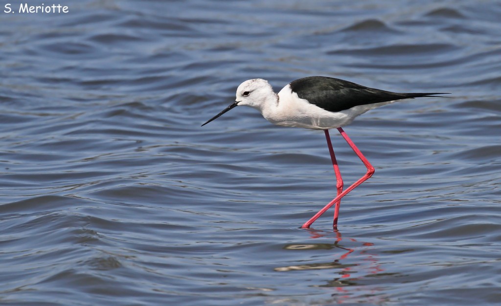 Échasse blanche, Salins d'Hyères