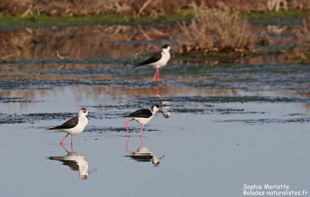Échasses blanches, Salins d'Hyères