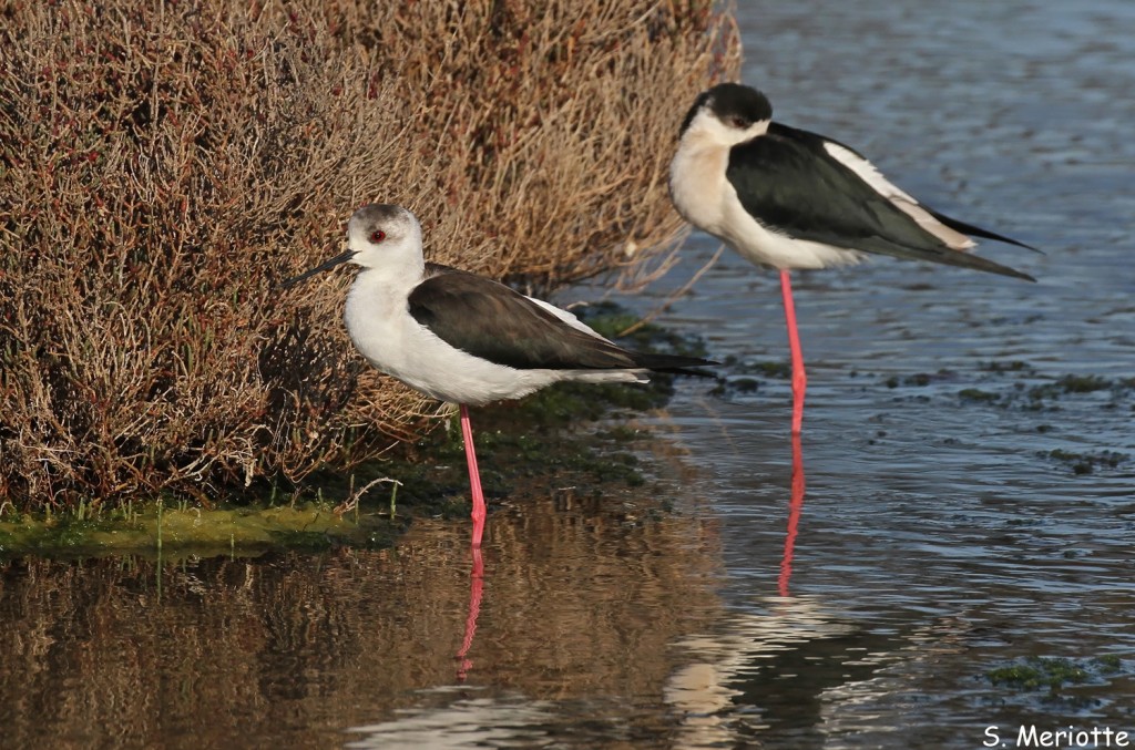 couple d'Échasse blanche, Salins d'Hyères