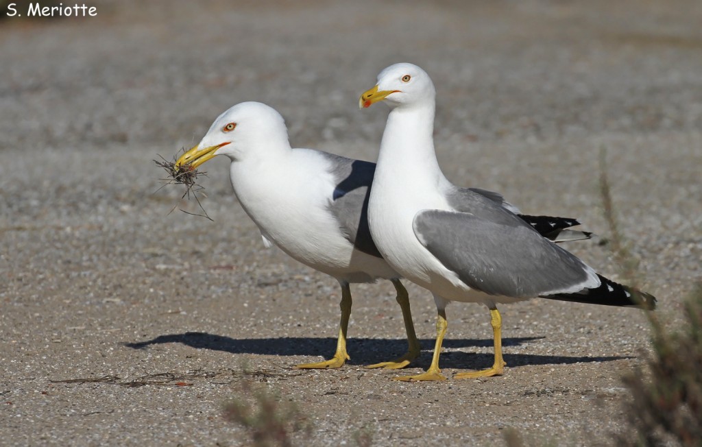 Goélands leucophées, Salins d'Hyères