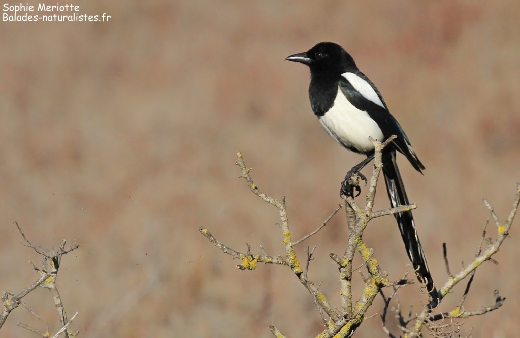 Pie bavarde, Salins d'Hyères