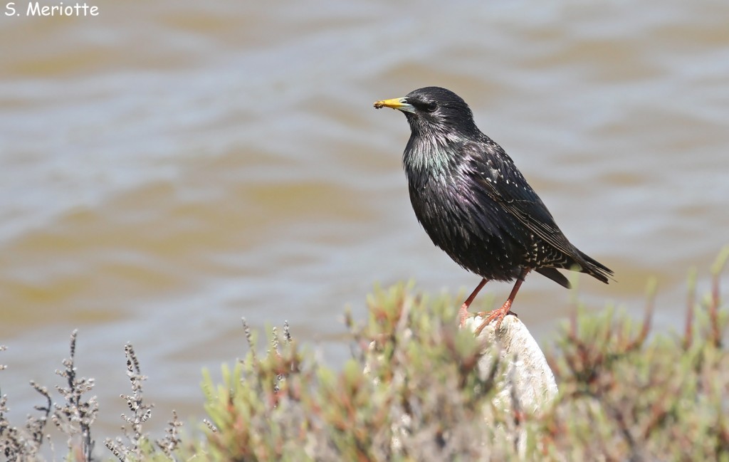 Étourneau sansonnet, Salins d'Hyères