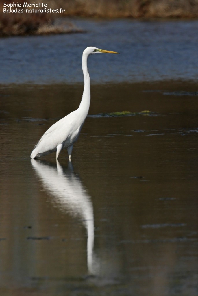 Grande Aigrette, Salins d'Hyères