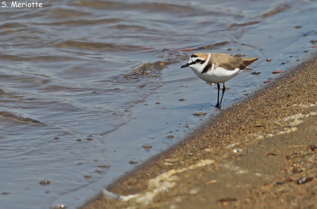 Mâle de Gravelot à collier interrompu, Salins d'Hyères