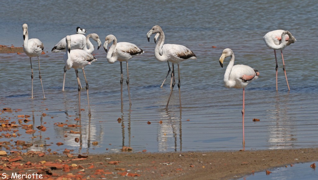 Groupe de Flamants roses immatures, Salins d'Hyères