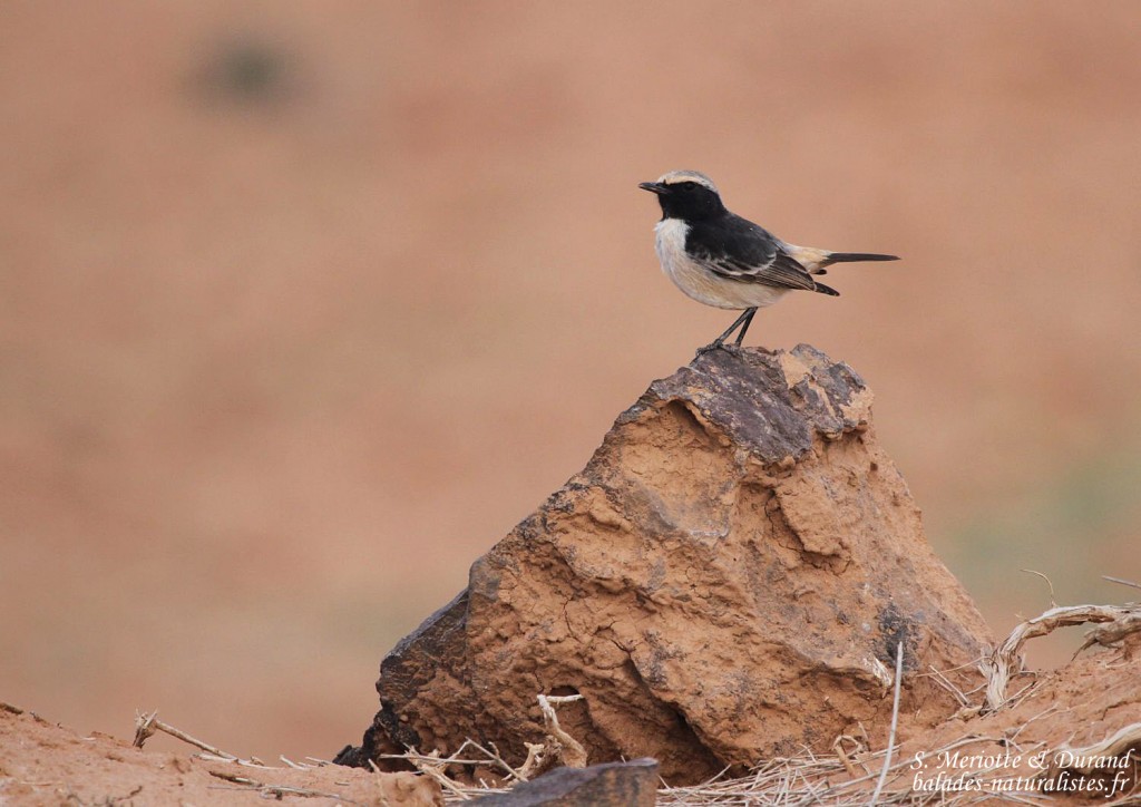 Traquet à tête grise mâle (Maroc)
