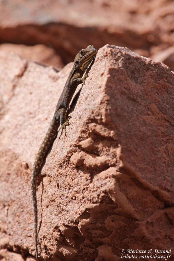 Gecko à paupières épineuses - Quedenfeldtia trachyblepharus, Mont Oukaimeden - Maroc