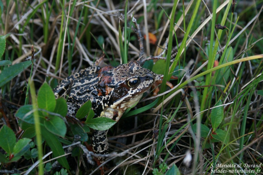 Grenouille sp, Norvège