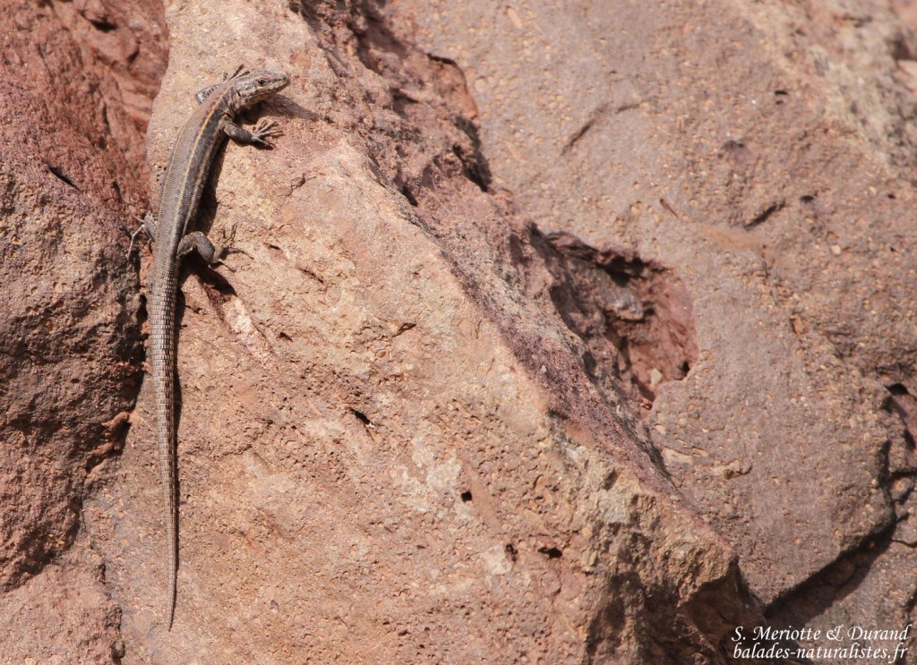 Lézard de Vaucher, Podarcis vaucheri, Oukaimeden, Maroc