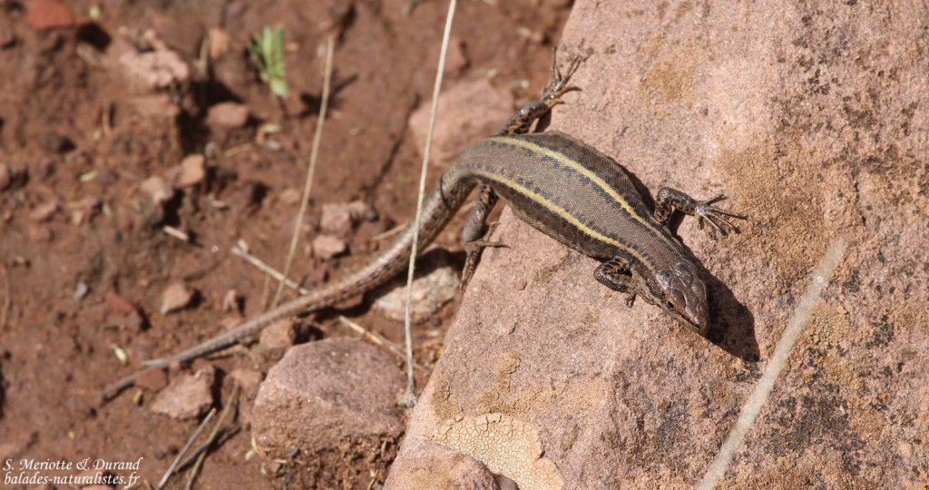 Lézard de Vaucher, Podarcis vaucheri, Oukaimeden, Maroc