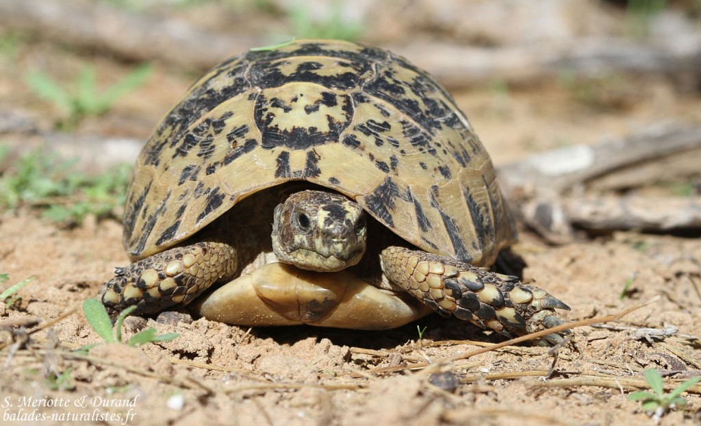 Tortue grecque, Oued Ksab, Maroc