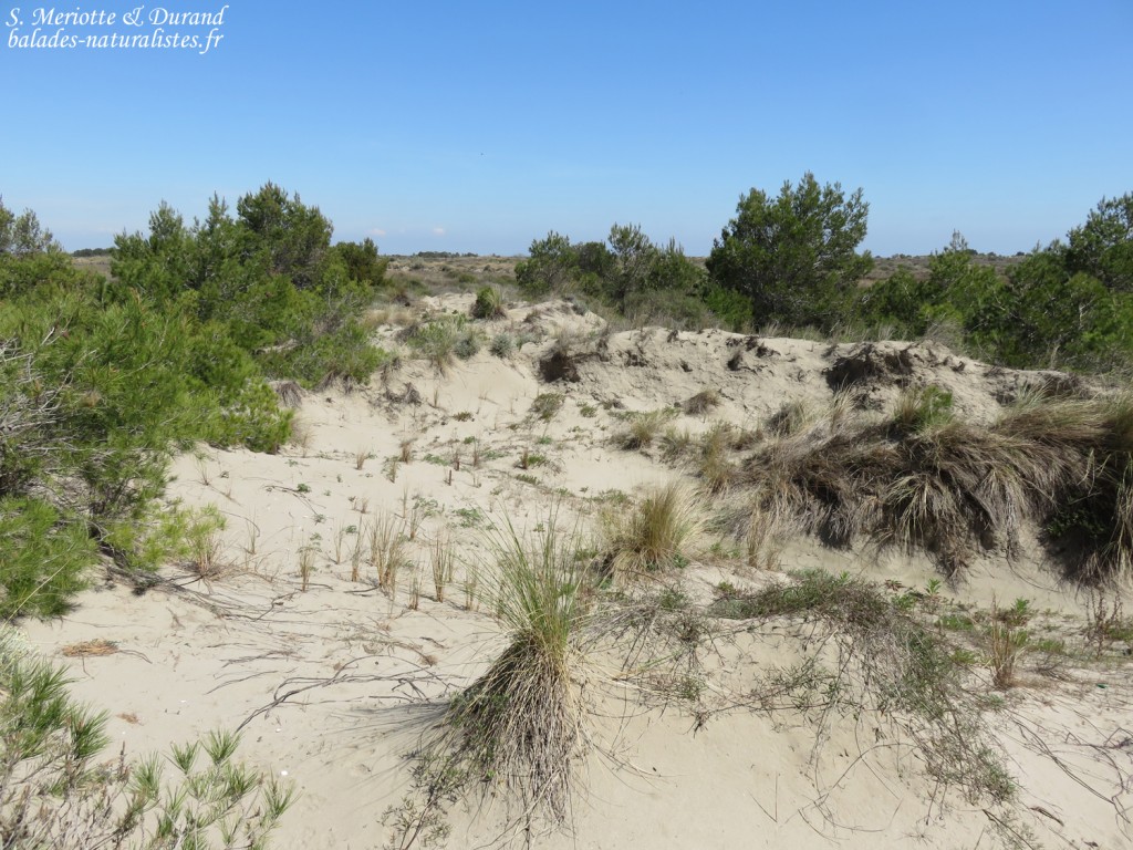Dunes, Camargue (avril 2015)
