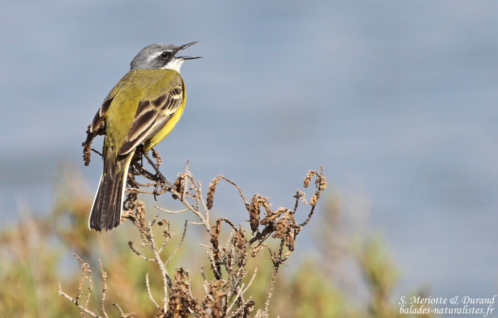 Bergeronnette printanière méridionale, Camargue (avril 2015)
