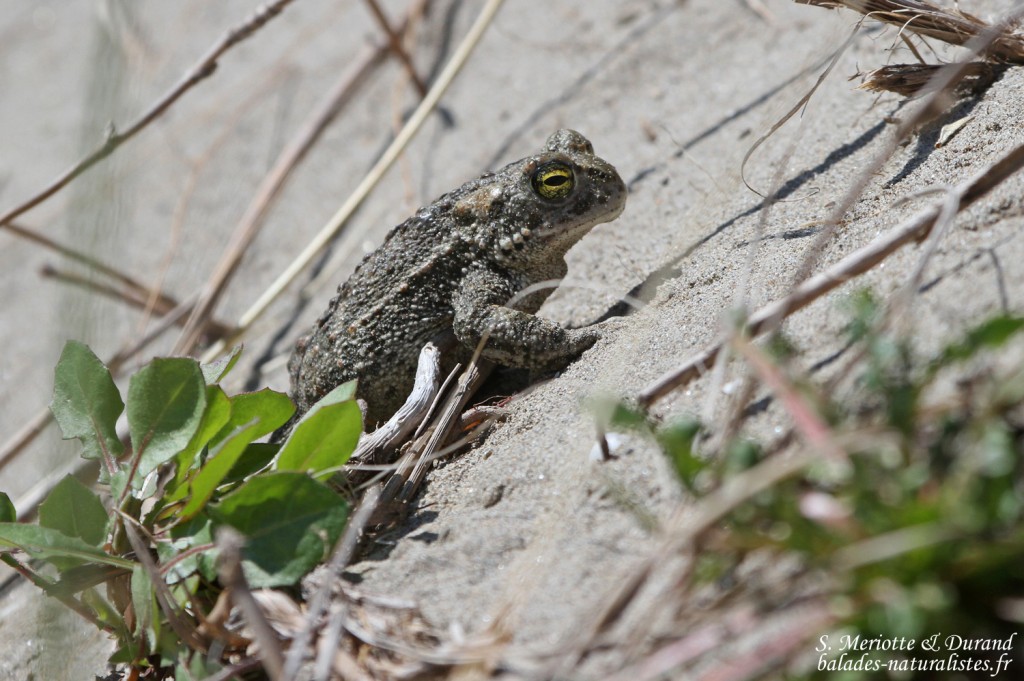 Crapaud calamite, Camargue (avril 2015)