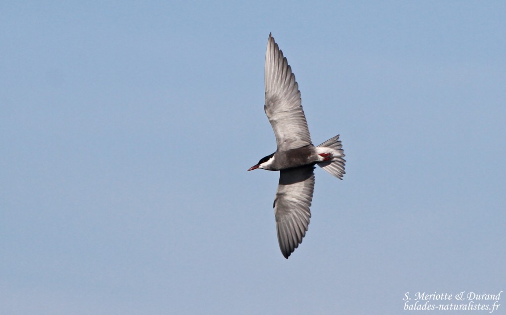 Guifette moustac, Camargue (avril 2015)
