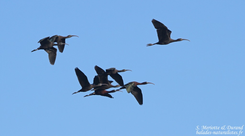 Ibis falcinelle, Camargue (avril 2015)
