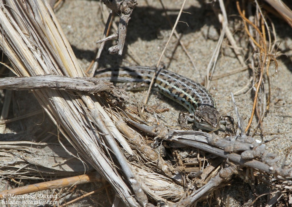 Psammodrome d'Edwards, Camargue (avril 2015)