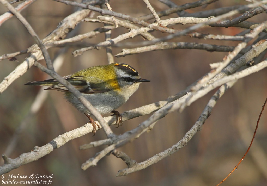 Roitelet triple bandeau, Camargue (avril 2015)
