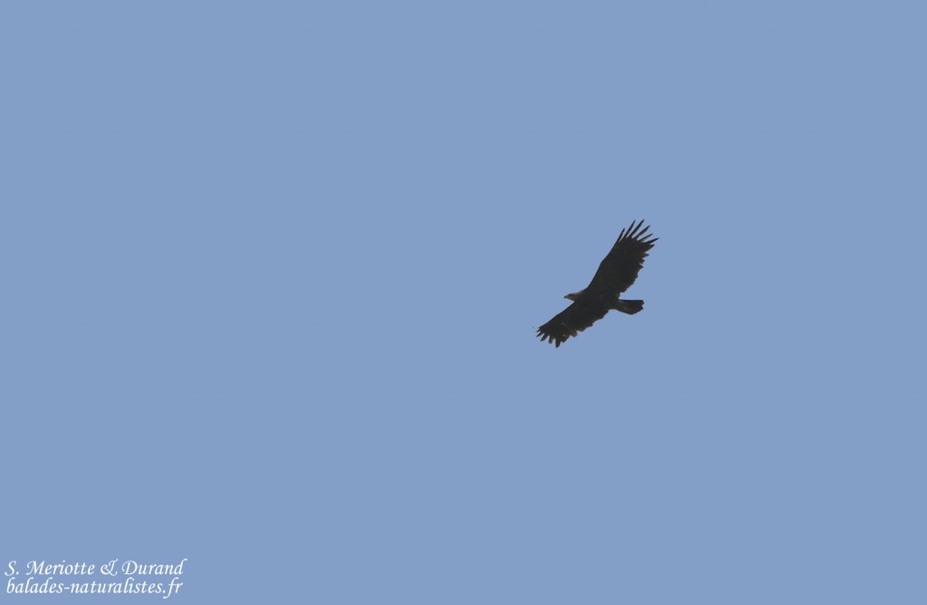 Aigle pomarin, Bukk Nemzeti Park, Hongrie