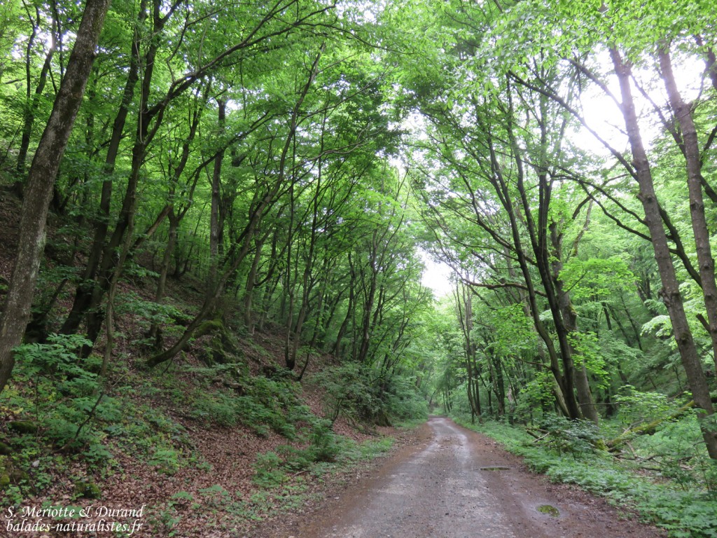 Bukk Nemzeti Park, Hongrie
