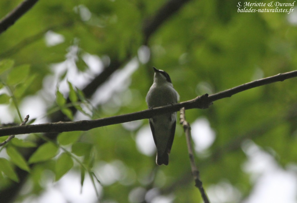 Gobemouche à collier, Bukk Nemzeti Park, Hongrie