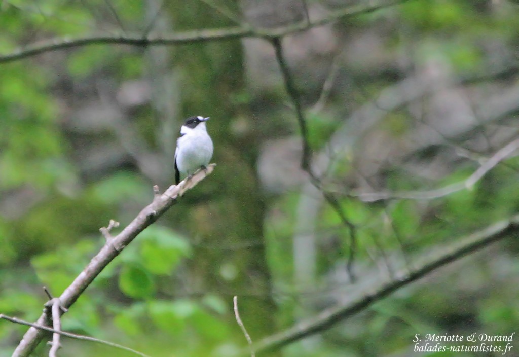 Gobemouche à collier,Bukk Nemzeti Park, Hongrie