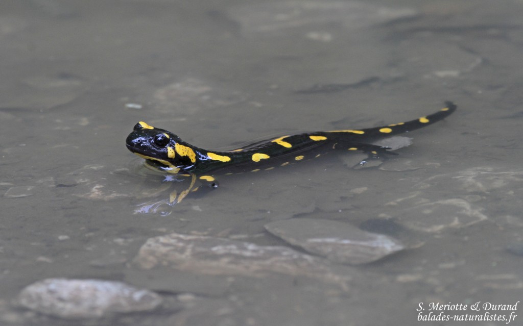 Salamandre tachetée, Bukk Nemzeti Park, Hongrie