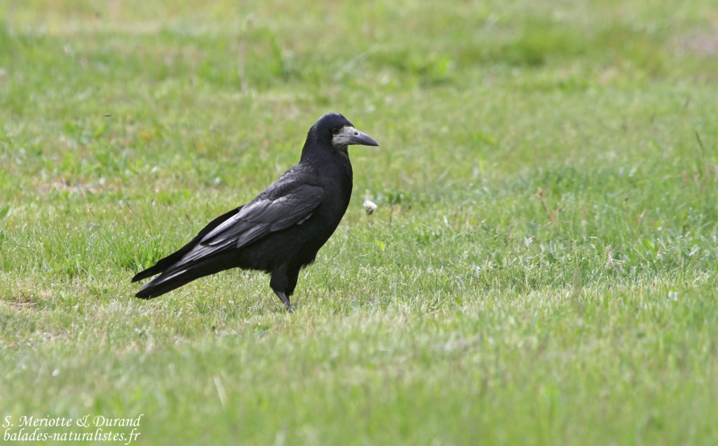 Corbeau freux, Hortobagyi