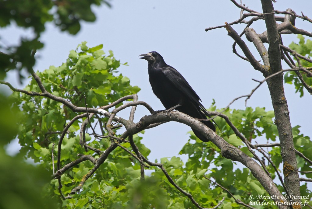 Corbeau freux, Hortobagyi Nemzeti Park