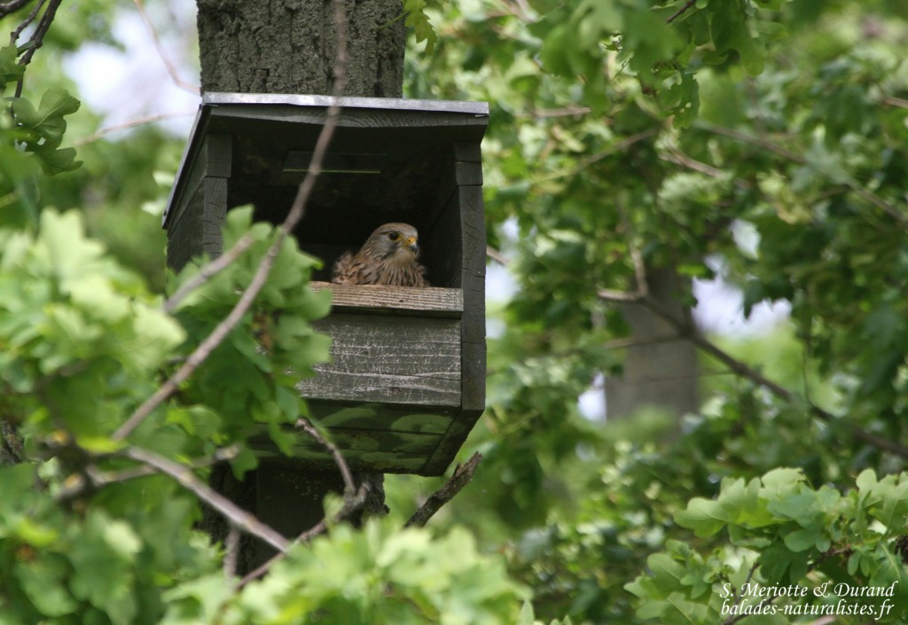 Faucon crécerelle, Hortobagyi Nemzeti Park