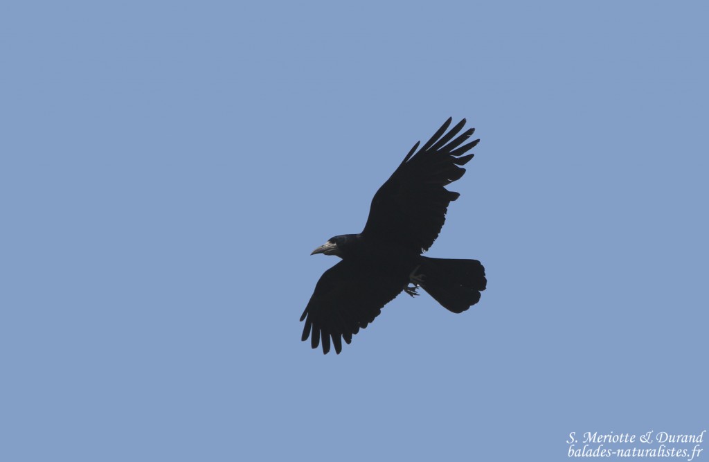 Corbeau freux, Hortobagyi Nemzeti Park