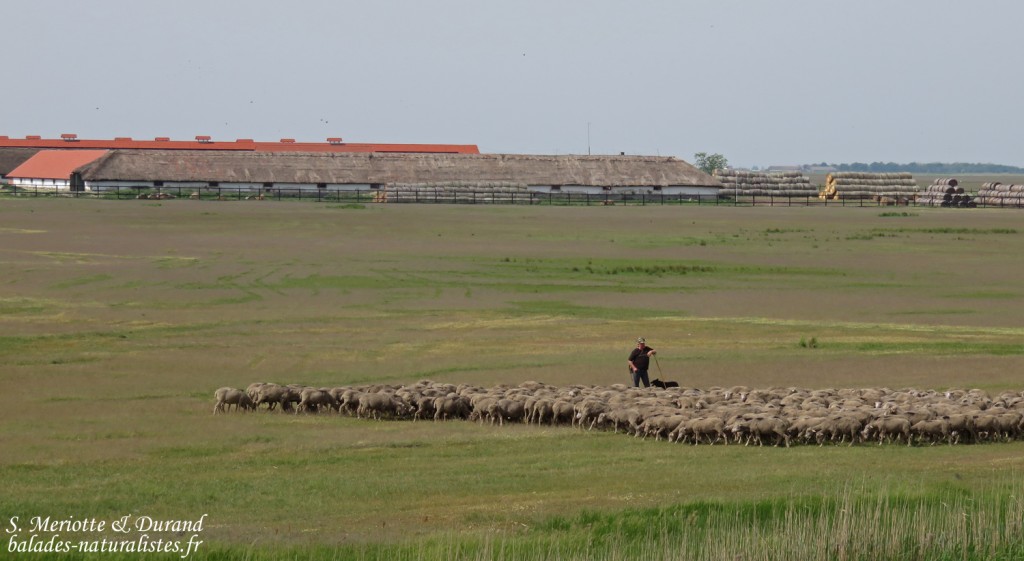 Hortobagyi Nemzeti Park