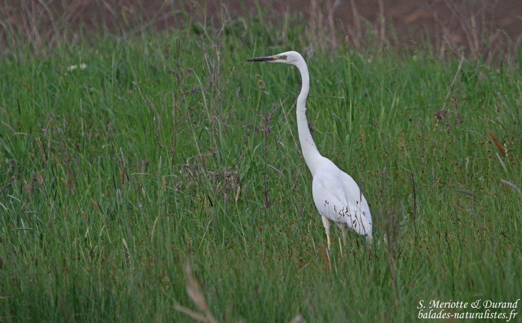 Grande Aigrette, Hortobagyi Nemzeti Park