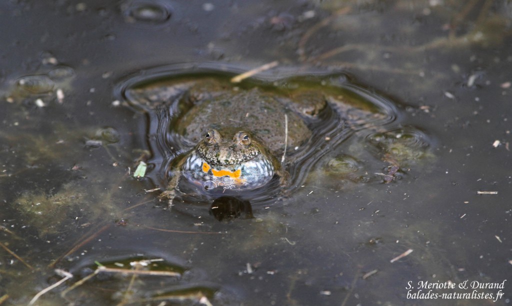 Sonneur à ventre de feu, Hortobagyi Nemzeti Park