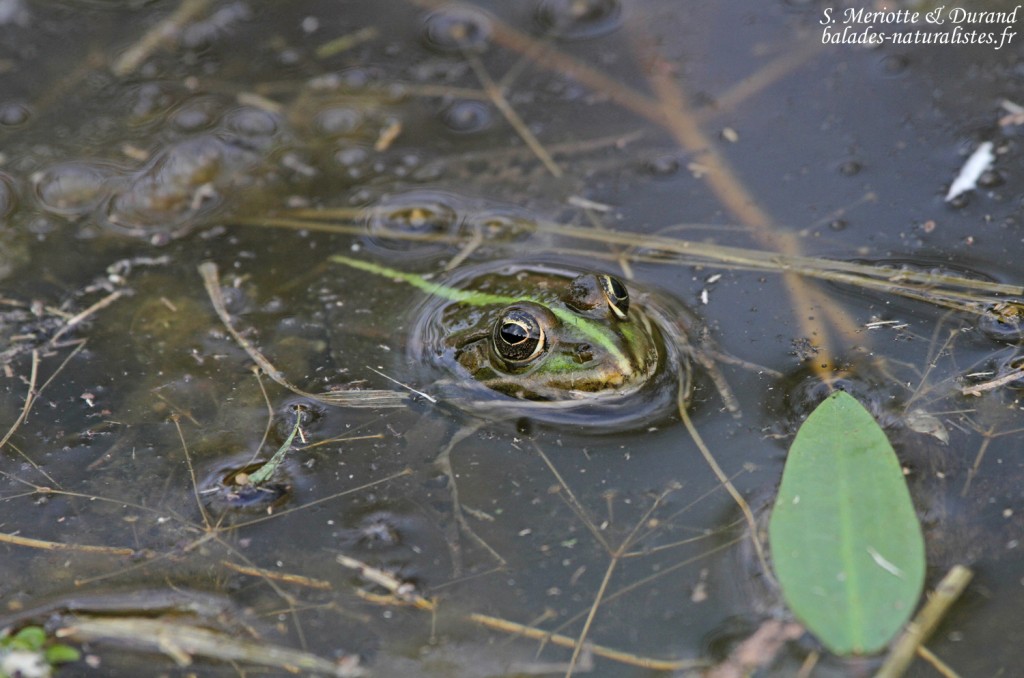 Grenouille verte, Hortobagyi Nemzeti Park