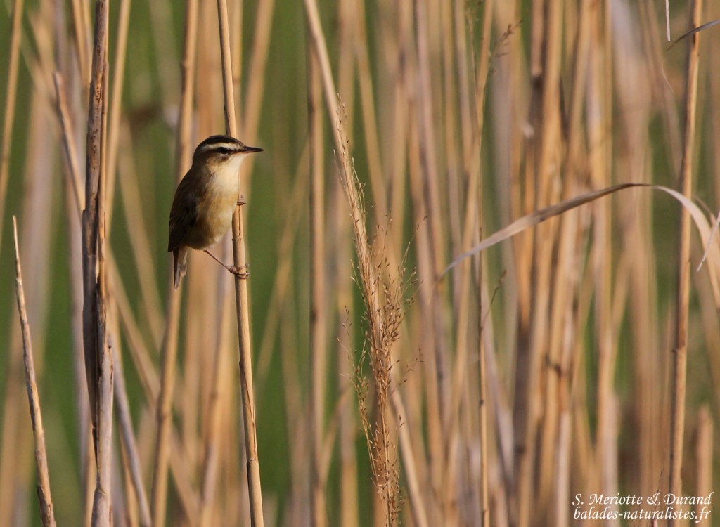 Phragmite des joncs, Hortobagyi Nemzeti Park