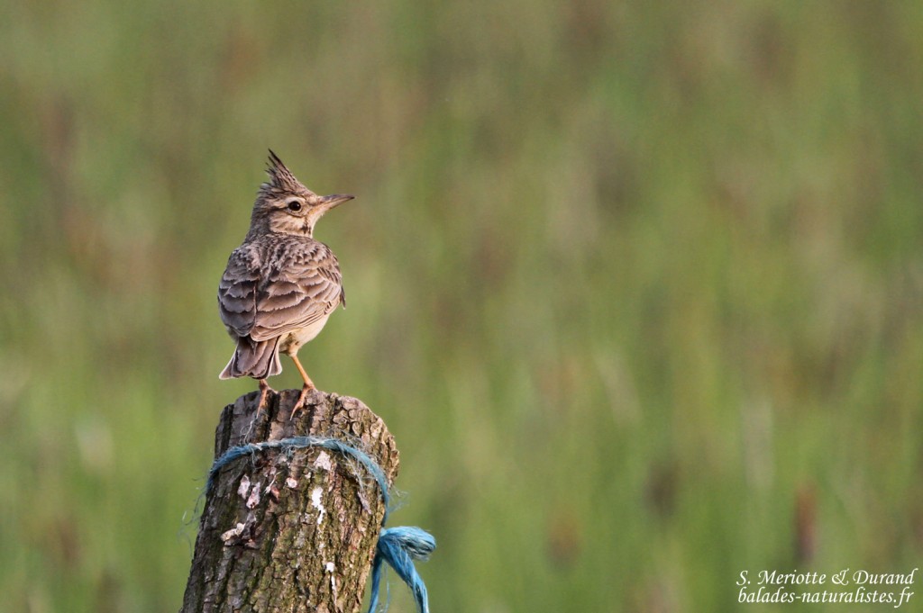 Cochevis huppé, Hortobagyi Nemzeti Park