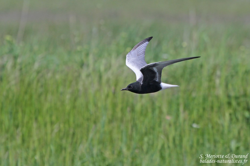 Guifette leucoptère, Hortobagyi