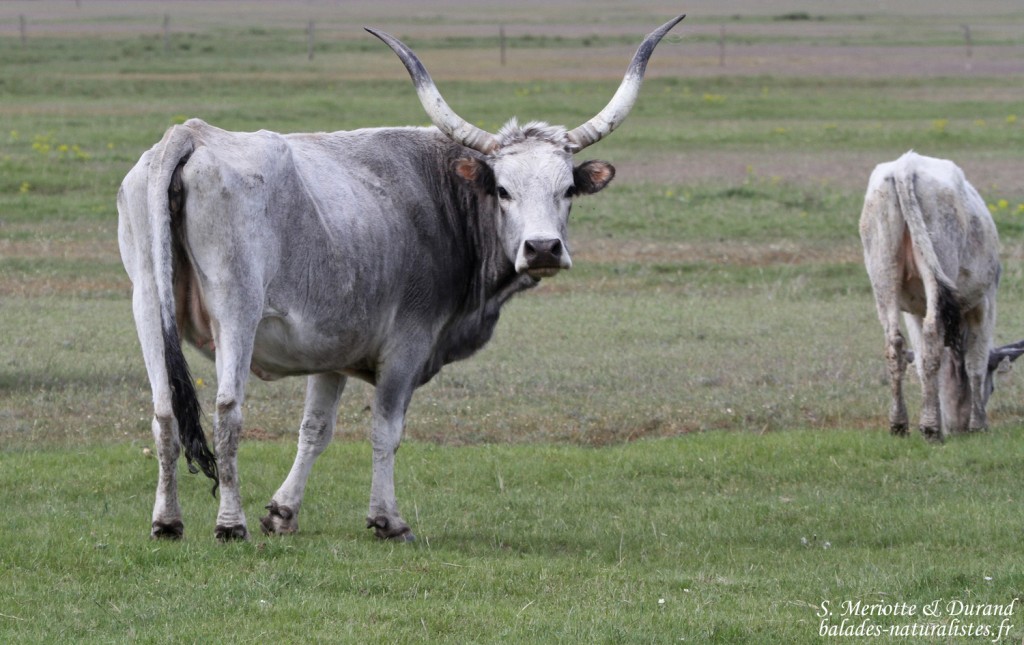Vache, Hortobagyi