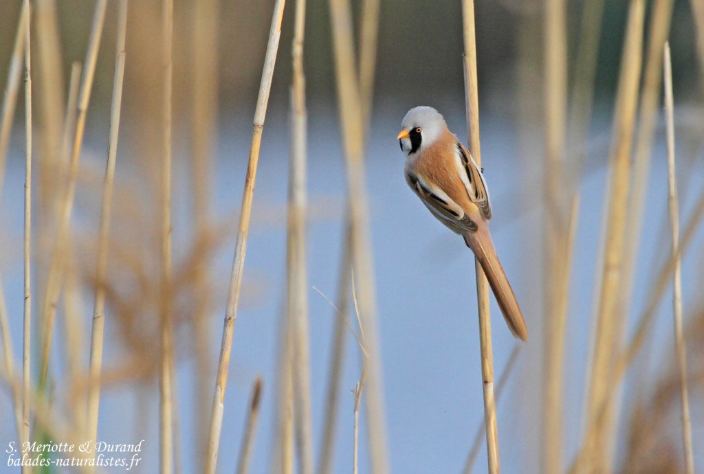 Panure à moustaches, Hortobagyi Nemzeti Park - Arkus
